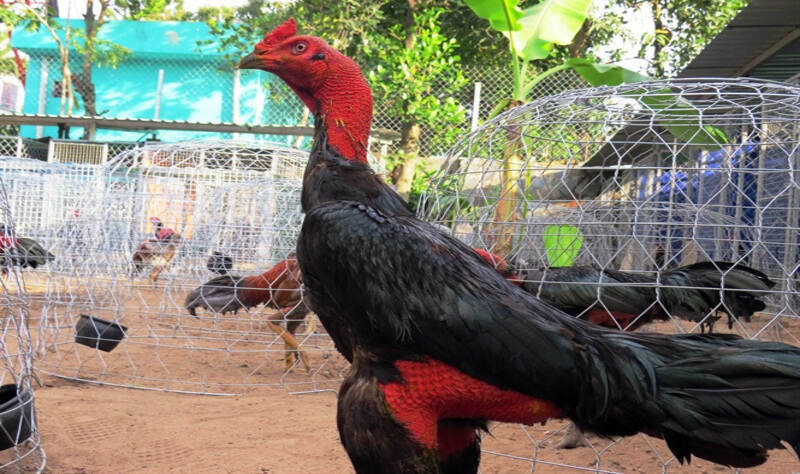 Gà chọi Peru bất bại